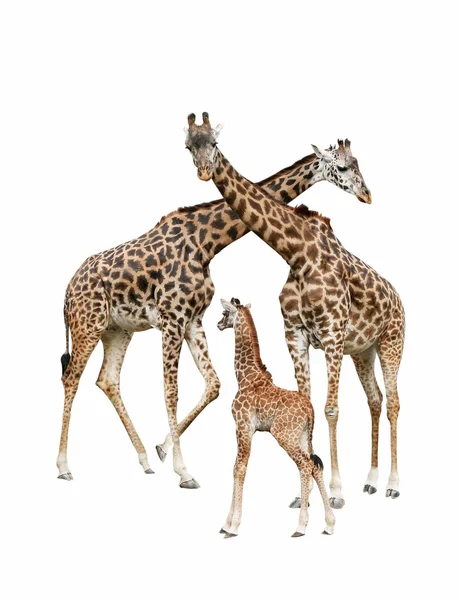 Giraff familj Stockfoto