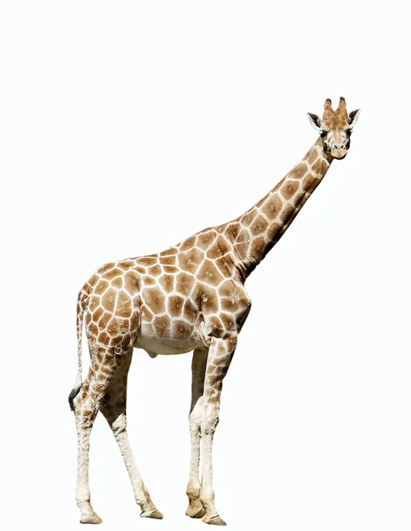 Jonge giraffe Rechtenvrije Stockfoto's