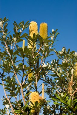 Hakea