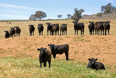 Cattle in a Row clipart