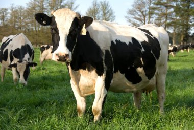 Holstein Freisian Cows clipart