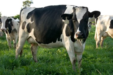 Holstein Friesian Cow clipart