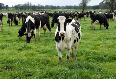 Holstein Friesian Cows clipart