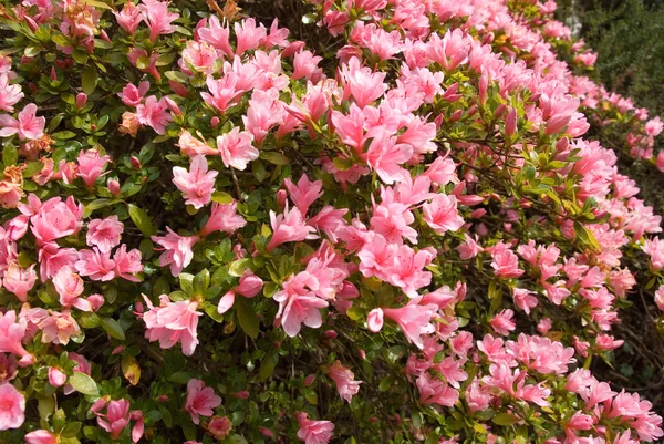 Blommande azalea — Stock fotografie
