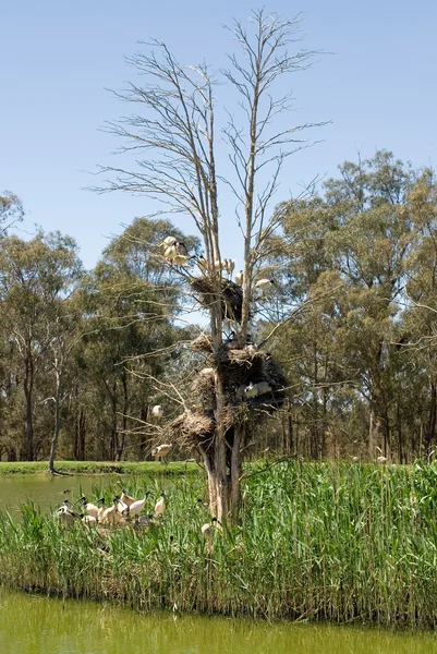 Ninhos Ibis australianos — Fotografia de Stock