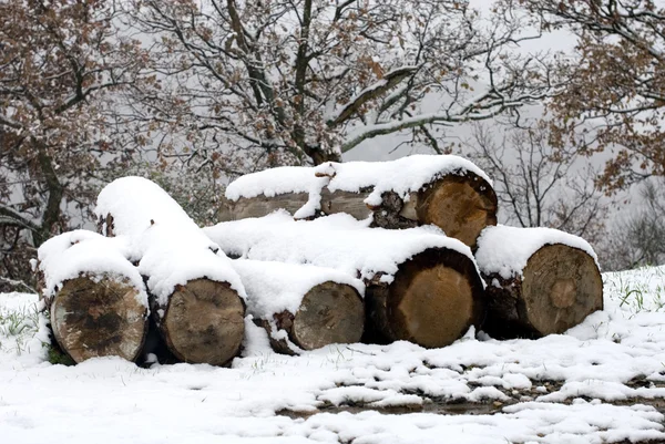 Stacked Logs — Stock Photo, Image