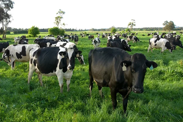 Vacas friesianas holandesas — Fotografia de Stock