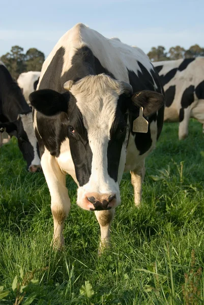 Holstein vaca frisona —  Fotos de Stock