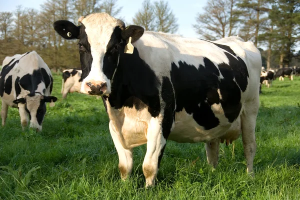 Гольштейнские коровы — стоковое фото