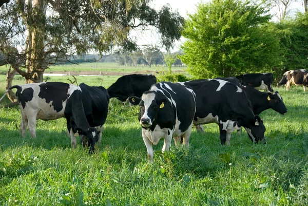 Holstein vaches frisonnes — Photo