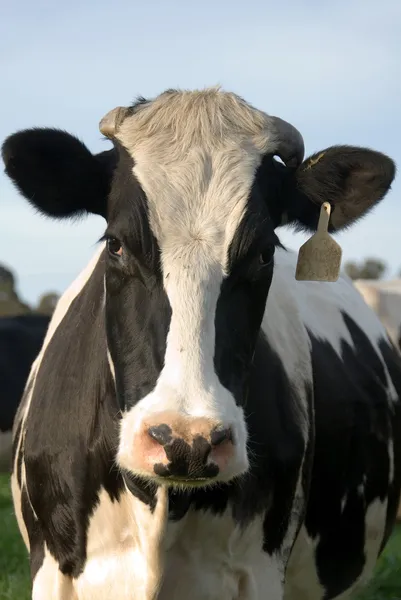 Una mucca frisona Holstein — Foto Stock
