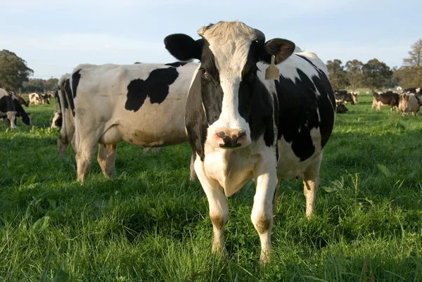 Vacche frisone Holstein — Foto Stock