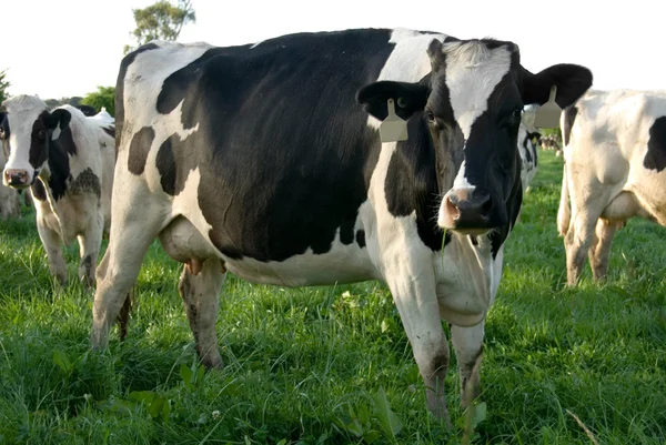 Krowa Holstein fryzyjski — Zdjęcie stockowe