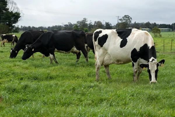 Holstein vacas frisón —  Fotos de Stock
