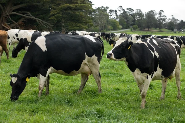 Vacas friesianas holandesas — Fotografia de Stock