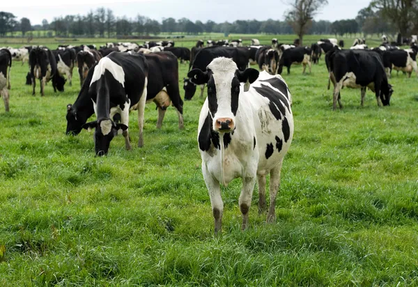 Holsteinische Friesenkühe — Stockfoto