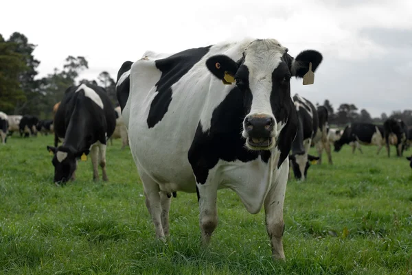 Гольштейнские коровы — стоковое фото