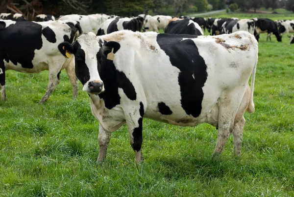 Holstein Friese koeien — Stockfoto