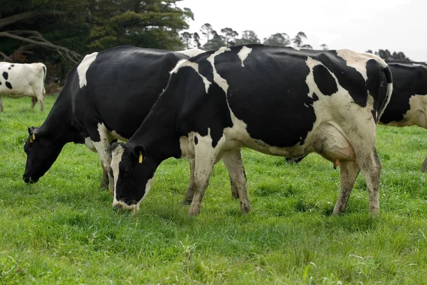 Holstein fryzyjski krowy — Zdjęcie stockowe