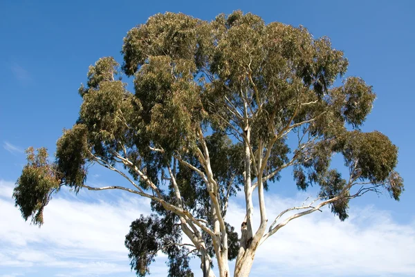 Eucalyptus Tree — Stock Photo, Image
