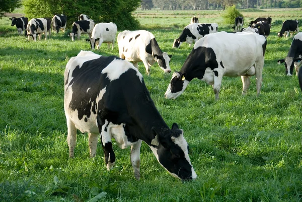 Holstein vacas frisón Imágenes de stock libres de derechos