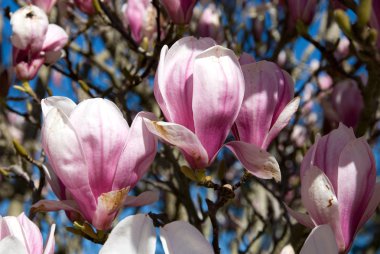 Flowering Magnolia clipart