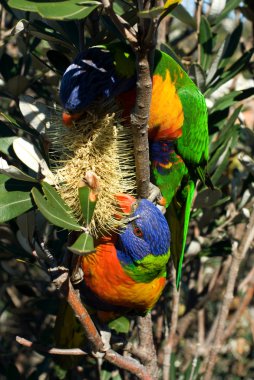 Gökkuşağı lorikeets