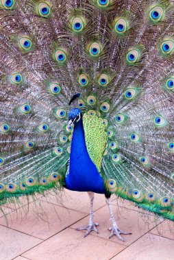 Peacock clipart