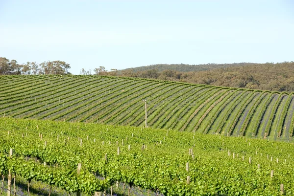 Rows of Vines — Stock Photo, Image
