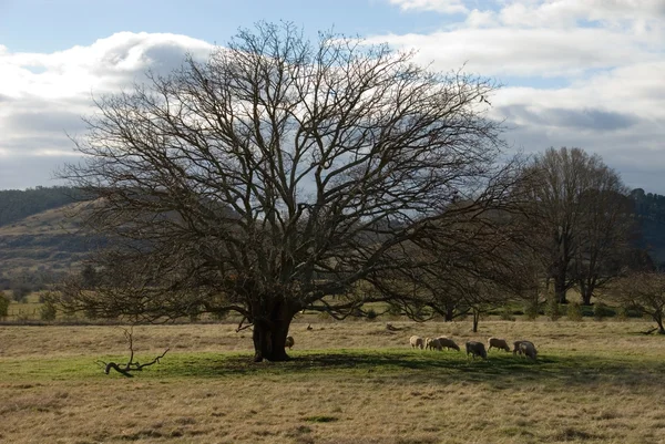 Пастбище под деревом — стоковое фото