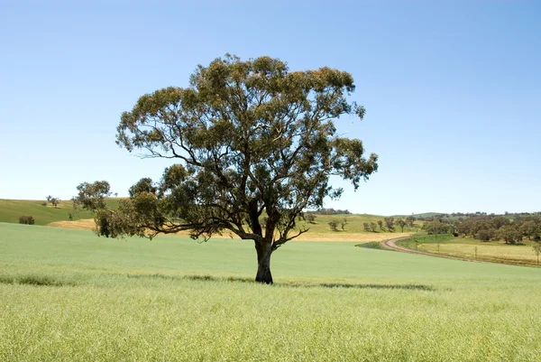 Tree in a Paddock — Stock Photo, Image