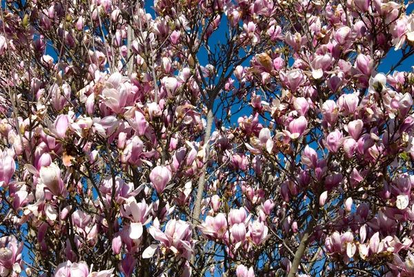 Bloeiende magnolia — Stockfoto