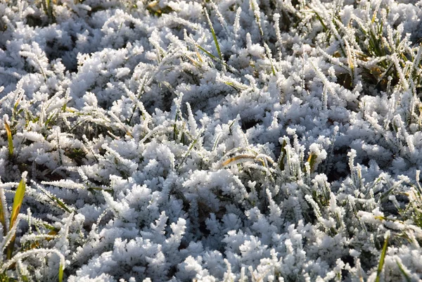 stock image Winter Frost