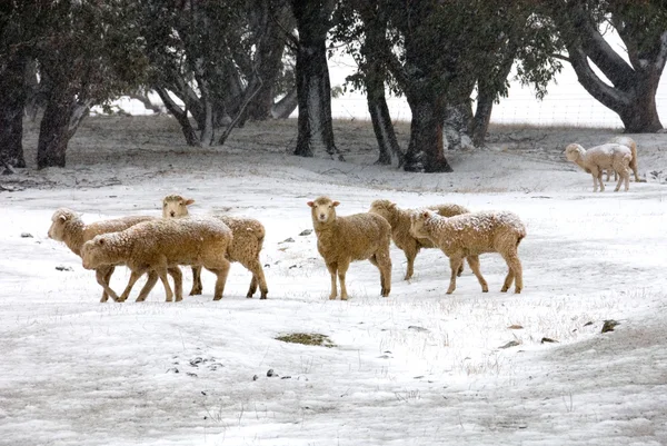 stock image Winter Scene