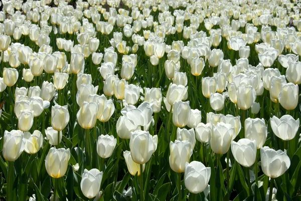 stock image Tulips