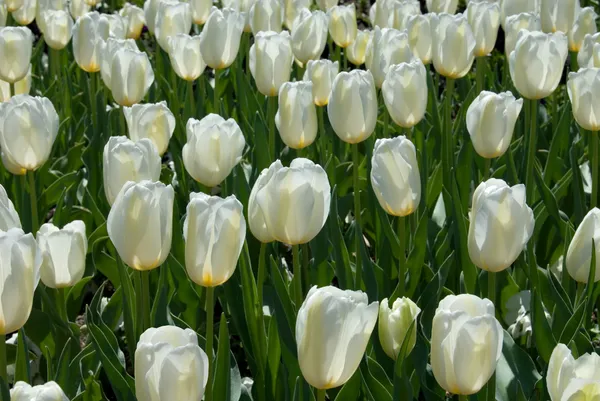 stock image Tulips