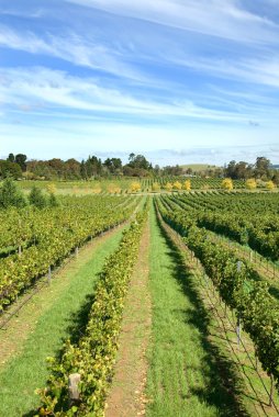 Vineyard sahne