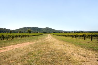 Vineyard sahne