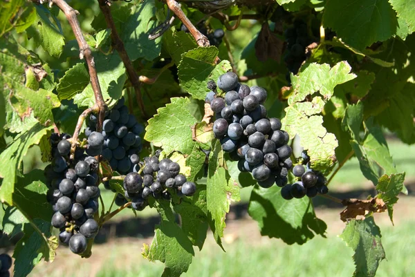 Grappoli d'uva — Foto Stock