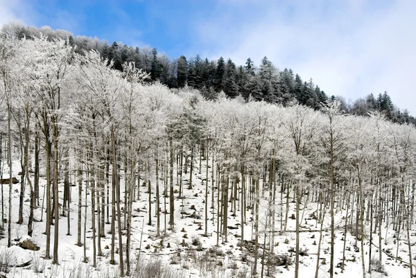 Δέντρα στο χιόνι — Φωτογραφία Αρχείου