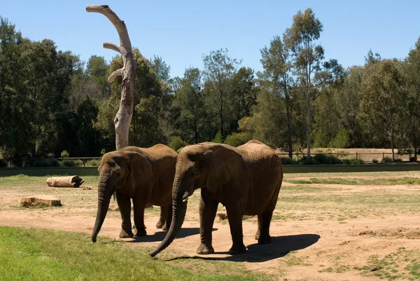Elefantes — Foto de Stock