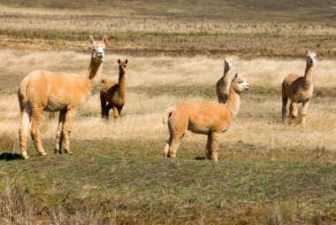 Alpacas clipart