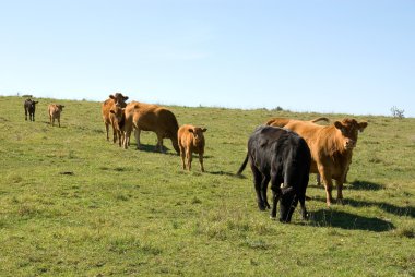 Limousin Cattle clipart