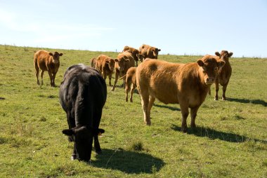 Limousin sığır