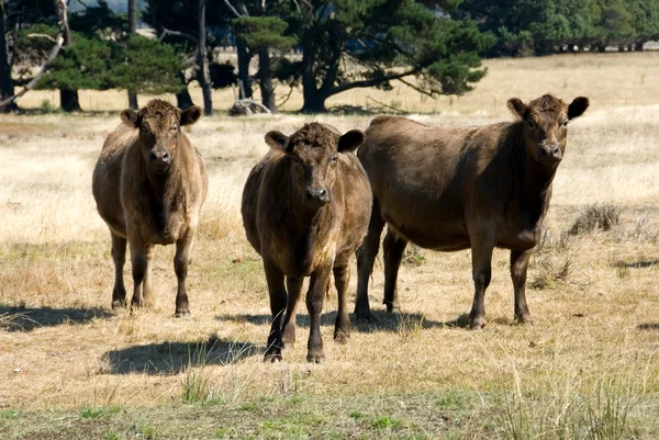 Murray szary bydła — Zdjęcie stockowe