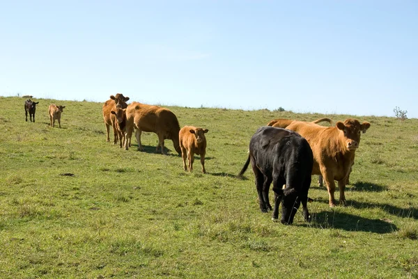 Limousin bydła — Zdjęcie stockowe