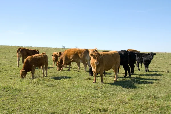 Limousin sığır — Stok fotoğraf