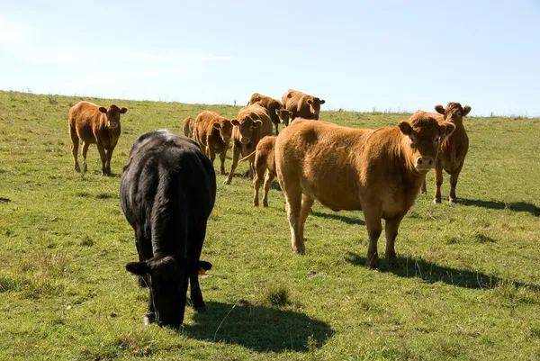 Bovinos Limousin — Fotografia de Stock