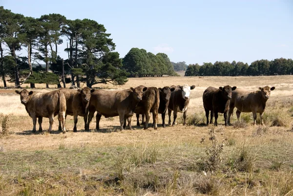 Murray Grey Cattle — Stock Photo, Image