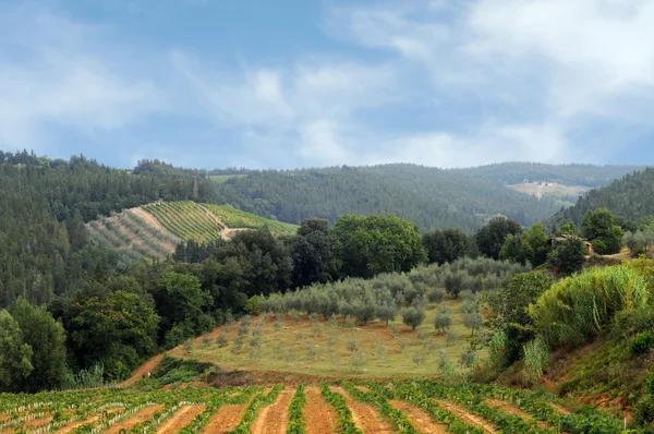 Winnice i pola oliwek chianti — Zdjęcie stockowe
